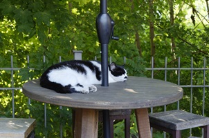 Tisch mit Katze drauf